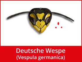 Deutsche Wespe