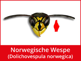 Norwegische Wespe