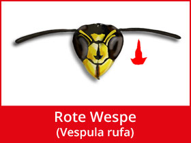 Rote Wespe