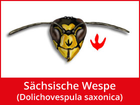 Sächsische Wespe