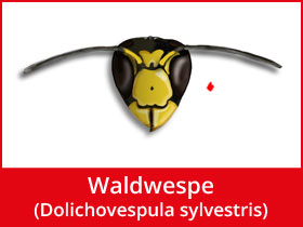 Waldwespe
